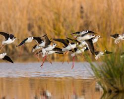 Vzácné druhy ptactva v bažinách národního parku Doñana