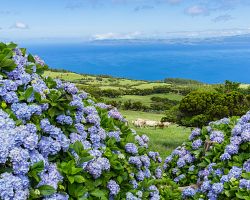 Zelené pastviny, hortenzie, výhledy na moře… krása azorské přírody ostrova Pico na dosah!