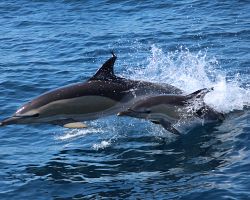 Delfíni ve svém přirozeném prostředí