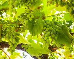 Unikátní mladé víno Vinho Verde pěstované jen v Portugalsku…