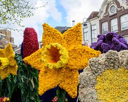 Okouzlující festival květin, který zahaluje Haarlem do nádherných barev a vůní