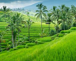 Všudypřítomné rýžové terasy a pole na Bali