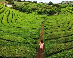 Jediná evropská čajová plantáž Chá Gorreana na azorském ostrově São Miguel