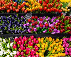 Dřevěné tulipány, které můžete pořídit na amsterdamském trhu