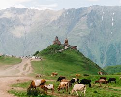 Pasoucí se stádo dobytka pod klášterem Gergeti