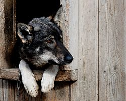 Čtyřnohý společník při jízdách psím spřežením polární špicberskou krajinou