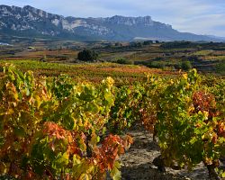 Podzimní vinice v oblasti La Rioja Alavesa u městečka Laguardia