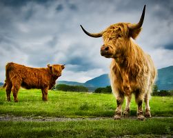 Highlandské krávy pasoucí se v Glencoe Scot