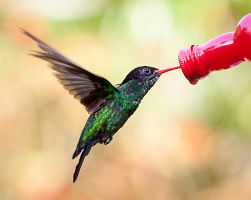 Nakrmte nádherné kolibříky v rezervaci Rocklands Bird Sanctuary…