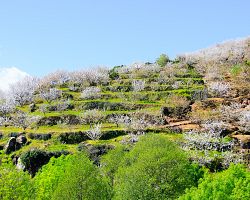 Třešněmi terasovitě osázené údolí Valle del Jerte v plném květu