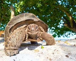 Suchozemské želvy na ostrově La Digue