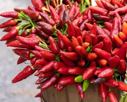 Chilli papričky jako hlavní téma celého festivalu Peperoncino