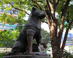 Socha Hačika před stanicí Šibuja jako tichý symbol věrnosti uprostřed Tokia