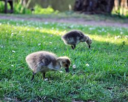 Labutí mláďata v londýnském parku St. James's