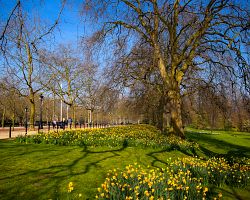 Rozkvetlé narcisy v parku St. James v Londýně