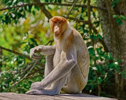 Pozorování nosatých opic při projížďce po řece Kinabatangan