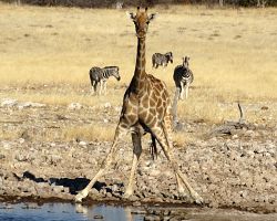 V suchém období se zvířata v národním parku shromažďují u napajadel...