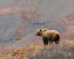Medvěd grizzly patřící do tzv. Velké pětky Aljašky