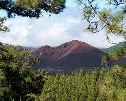 Zelené borovice kolem sopky El Chinyero