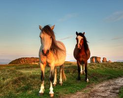 Divocí poníci v krajině jižního Walesu