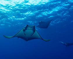 Elegantní manty atlantské v azorské mořské rezeraci Ambrósio na ostrově Santa Maria