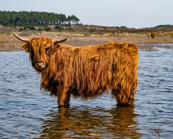 Skotský náhorní skot v nizozemském národním parku Zuid-Kennemerlandu