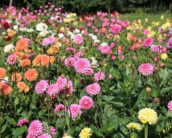 Holandská pole rozkvetlých pestrobarevných jiřin