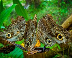 Babočky na motýlí farmě v ekvádorské chráněné oblasti Mindo