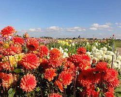 Pole rozkvetlých jiřin na holandské farmě De Tulperij