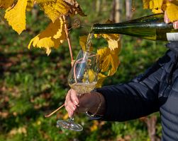 Ochutnávka šumivého vína Txakoli na baskických vinicích ve Španělsku