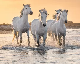 Jako v pohádkové zemi se ocitneme v přírodním parku Camargue!