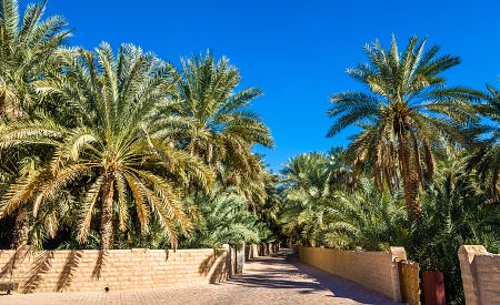 Palmová oáza  v Al Ainu
