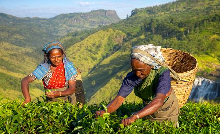 Srílanské sběračky čajových lístků