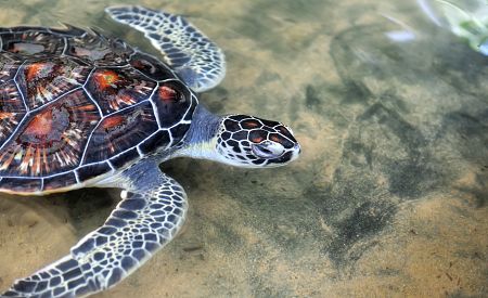 Na Srí Lance budete mít možnost vidět želvy…