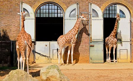 Žirafy v londýské zoo