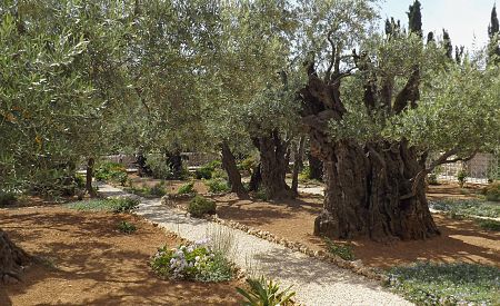 Getsemanská zahrada na Olivové hoře