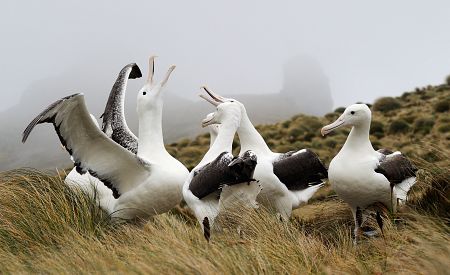 Albatros královský na poloostrově Otago