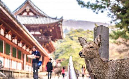 Japonský jelen v parku Nara-koén