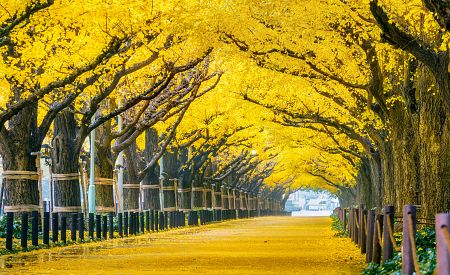Podzimní park v Tokiu