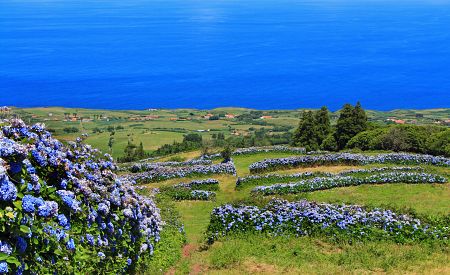 Kvetoucí modré hortenzie na ostrově Faial