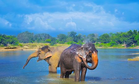 Sloni v národním parku Chitwan