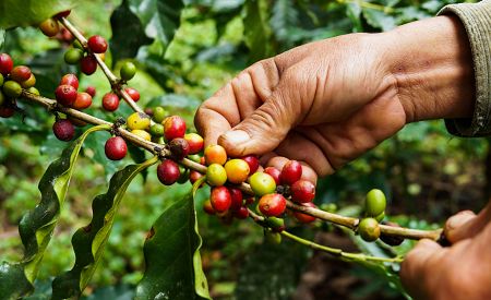 Na Bali se nachází mnoho kávových plantáží