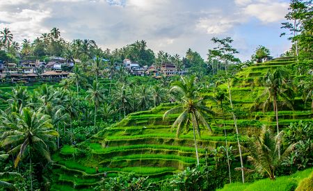 Rýžová políčka typická pro ostrov Bali