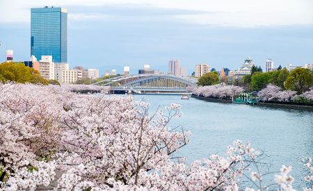 Rozkvetlé sakury podél řeky v Osace