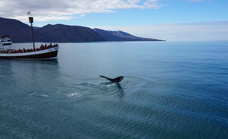 Pozorování velryb poblíž přístavního Húsavíku
