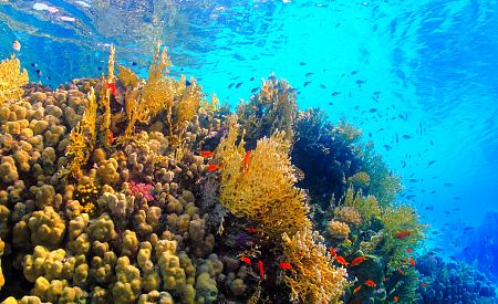 Nádherný podmořský život v Rudém moři