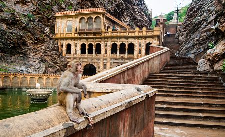 Obyvatelka Opičího chrámu v Džajpúru