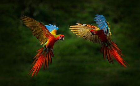 Papoušci v amazonském pralese