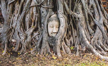 Hlava Buddhy v kořenech stromů u chrámu Wat Mahatthat v Ayutthaye