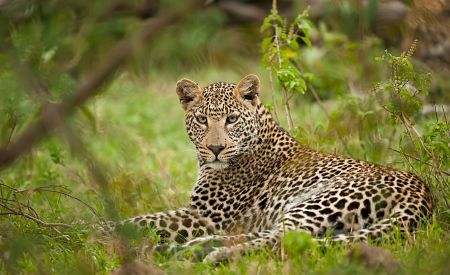 Leopard – nejrychlejší savec na planetě
